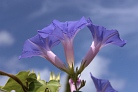 Blau auf Blau